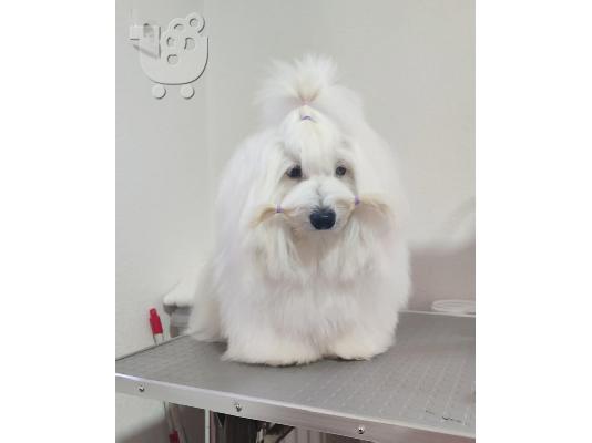 Coton de Tulear